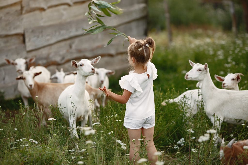 Kinderboerderij in Houten